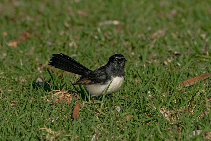 Birds